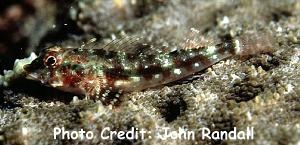  Helcogramma steinitzi (Red Triplefin)