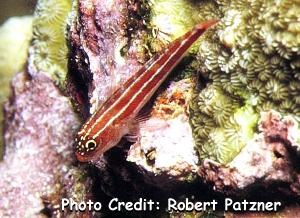  Helcogramma striatum (Striped Triplefin)