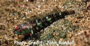  Helcogramma vulcanum (Volcano Triplefin)