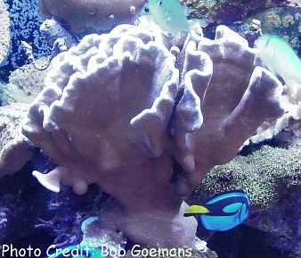  Heliopora coerulea (Blue Coral, Ridge Coral)