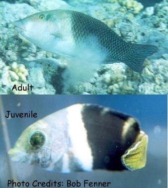  Hemigymnus melapterus (Blackedge thicklip/Half-and-half Wrasse)