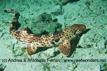  Hemiscyll freycineti (Indonesian Speckled Carpetshark)