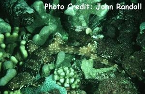  Hemiscyllium strahani (Hooded Carpetshark)