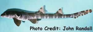  Hemiscyllium trispeculare (Speckled Carpetshark)