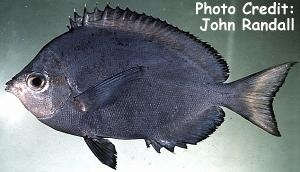  Hemitaurichthys multispinosus (Many-Spined Butterflyfish)