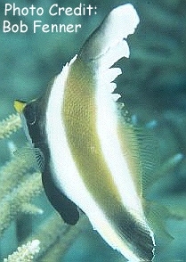  Heniochus chrysostomus (Threeband Bannerfish, Hi Fin Heniochus, Brown-and-White Heniochus, Pennant Bannerfish)