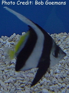  Heniochus diphreutes (Schooling Bannerfish, Pennant Bannerfish, False Moorish Idol)