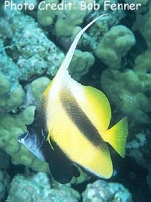  Heniochus intermedius (Red Sea Bannerfish)