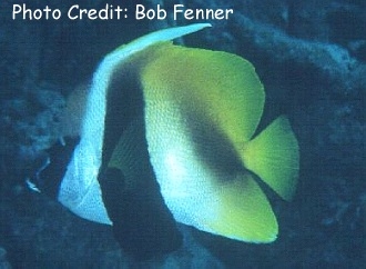  Heniochus monoceros (Masked Bannerfish)