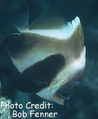  Heniochus pleurotaenia (Indian Bannerfish, Phantom Bannerfish)