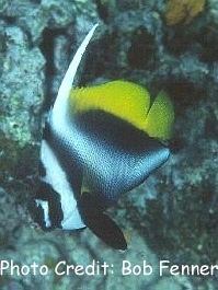  Heniochus singularius (Singular Bannerfish)