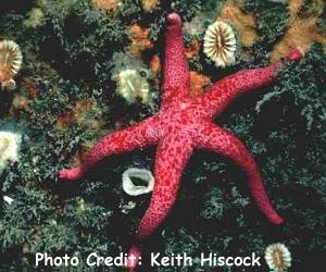  Henricia oculata (Bloody Henry Starfish)