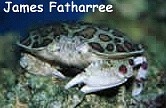  Hepatus epheliticus (Shame-faced Crab)