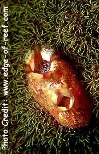  Herdmania momus (Globular Sea Squirt, Red-throated Ascidian)