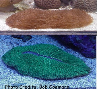  Herpolitha limax (Tongue Coral, Slipper Coral, Mole Coral)