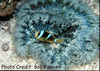  Heteractis aurora (Sand Anemone, Beaded Anemone, Aurora Anemone)