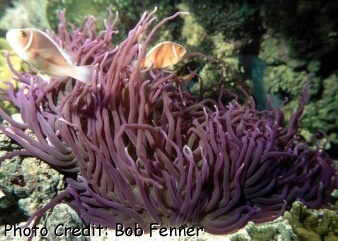  Heteractis crispa (Leathery Sea Anemone, Sebae Anemone)