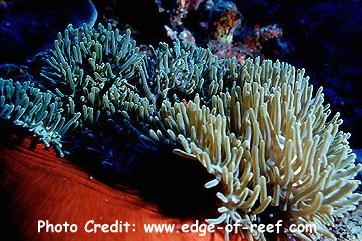  Heteractis magnifica (Magnifica Anemone, Ritteri Anemone, Purple Base Anemone)