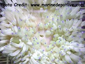  Heteractis malu (Sebae Anemone, Hawaiian Anemone, White Sand Anemone)