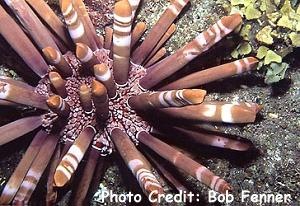  Heterocentrotus mammillatus (Red Slate Pencil Urchin)