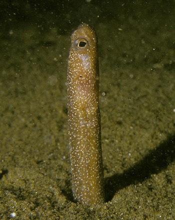  Heteroconger enigmaticus (Enigma Garden Eel)