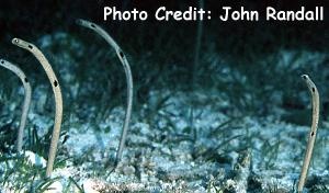  Heteroconger hassi (Spotted Garden Eel)
