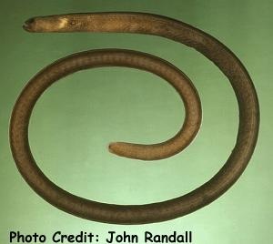  Heteroconger perissodon (Manytoothed Garden Eel, Black Garden Eel)