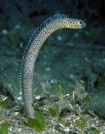  Heteroconger taylori (Taylor's Garden Eel)