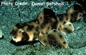  Heterodontus francisci (Horn Shark)