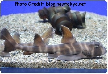  Heterodontus japonicus (Japanese Bullhead Shark)