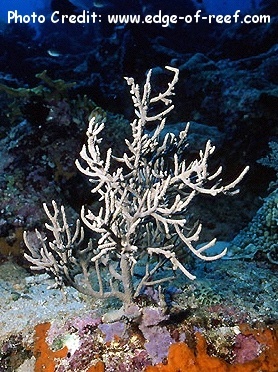  Hicksonella princeps (Leathery Sea Fan)