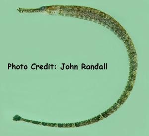  Hippichthys spicifer (Bellybarred Pipefish)