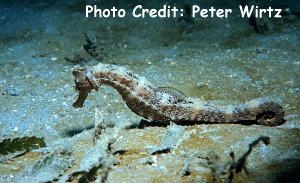  Hippocampus algiricus (West African Seahorse)