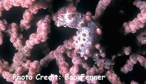  Hippocampus bargibanti (Pygmy Seahorse, Bargibant’s Seahorse)