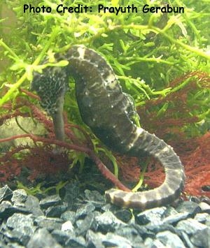  Hippocampus comes (Tiger Tail Seahorse)