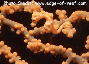  Hippocampus denise (Denise's Pygmy Seahorse)