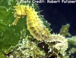  Hippocampus guttulatus (Long-snouted Seahorse, Spiny Seahorse, Many Branched Seahorse)