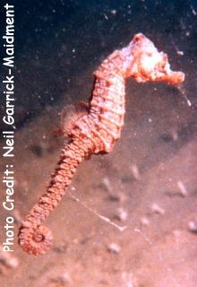  Hippocampus hippocampus (Short-snouted Seahorse)