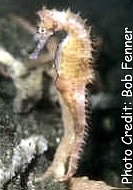  Hippocampus histrix (Thorny Seahorse, Spiny Seahorse)