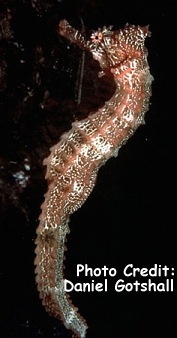  Hippocampus ingens (Pacific Seahorse)