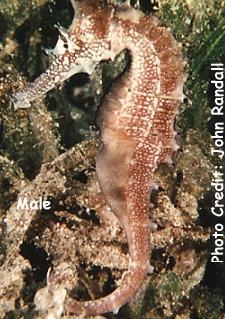  Hippocampus jayakari (Jayakar's Seahorse)