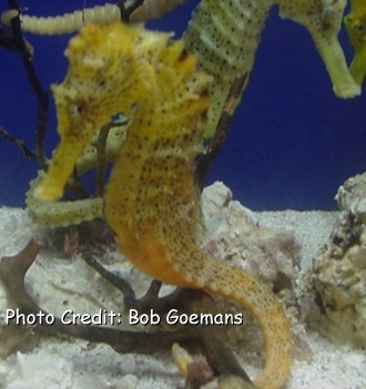  Hippocampus kuda (Spotted Seahorse, Oceanic Seahorse, Common Seahorse, Yellow Seahorse)