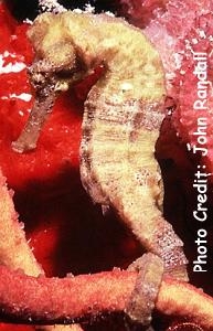  Hippocampus reidi (Slender Seahorse)