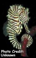  Hippocampus zebra (Zebra Seahorse)