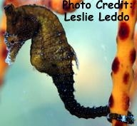  Hippocampus zosterae (Dwarf Seahorse)