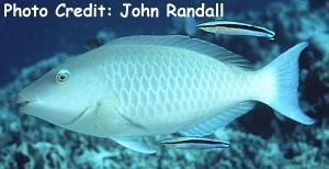  Hipposcarus harid (Candelamoa Parrotfish)