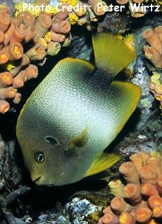  Holacanthus africanus (West African Angelfish, Guinean Angelfish)