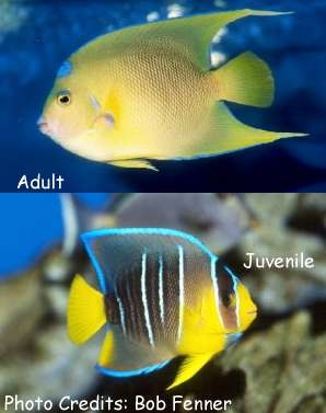  Holacanthus bermudensis (Blue Angelfish, Bermuda Angelfish)