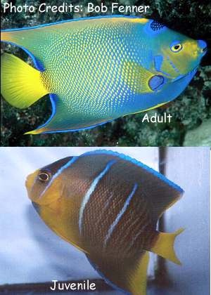  Holacanthus ciliaris (Queen Angelfish, Golden Angelfish, Yellow Angelfish)