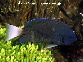  Holacanthus limbaughi (Clipperton Angelfish, Limbaugh's Angelfish)